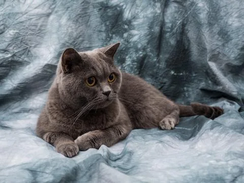 British cat Stock Photos