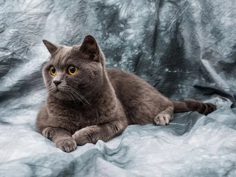 British cat Stockfoto's