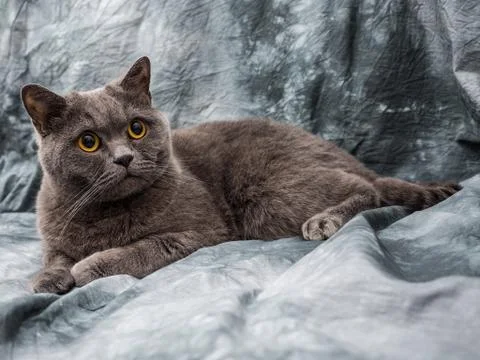 British cat Foto stock