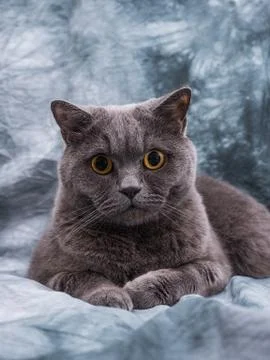 British cat Stockfoto's