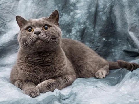 British cat Stock Photos