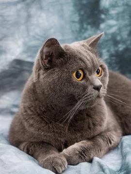 British cat Foto stock