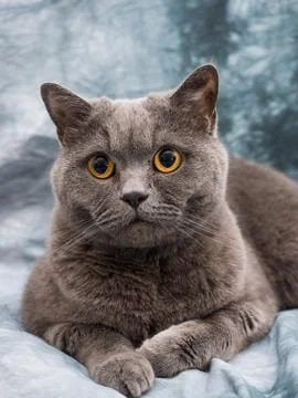 British cat Foto stock