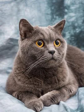 British cat Foto stock