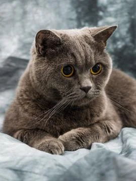 British cat Stock Photos