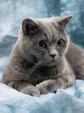 British cat Stock Photos