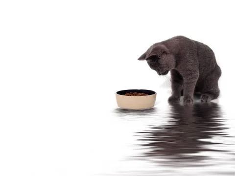 British cat Stock Photos