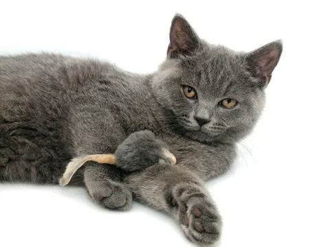 British cat Stockfoto's