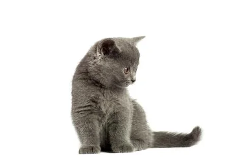 British cat Stock Photos