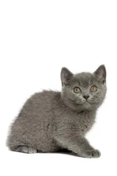 British cat Stock Photos