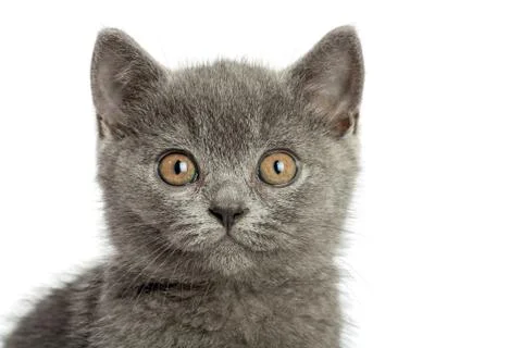 British cat Foto stock