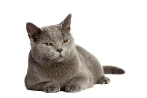 British cat Stock Photos