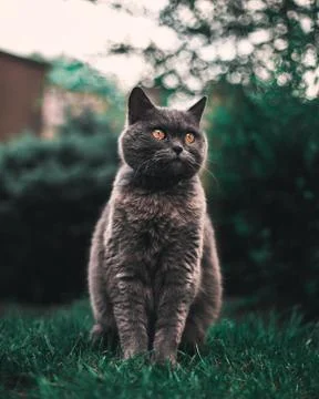 British Cat Stock Photos