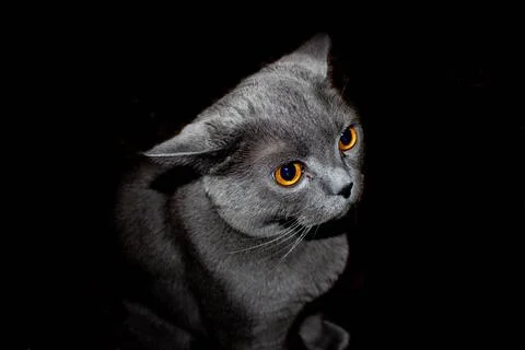 British cat Stock Photos
