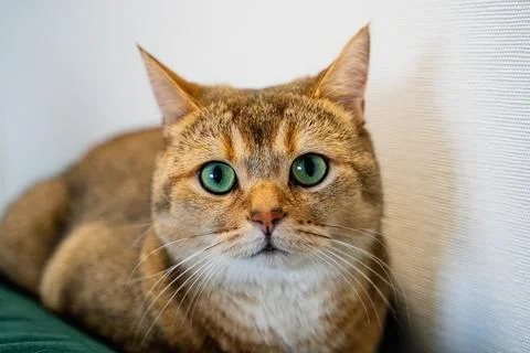 British cat Stock Photos