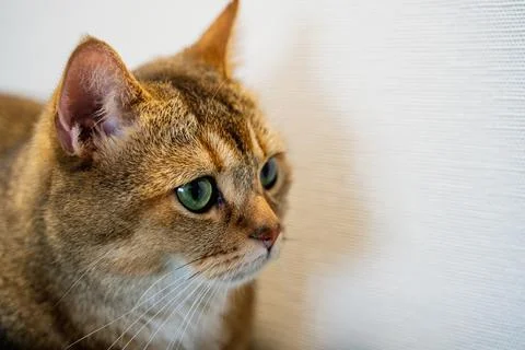 British cat Stock Photos