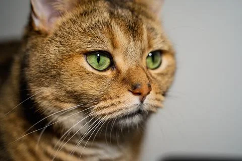 British cat Stock Photos