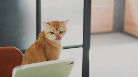 British cat play and fun front of laptop in living room Stock Footage 278506549