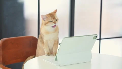British cat play and fun front of laptop in living room Stock Footage 278506553