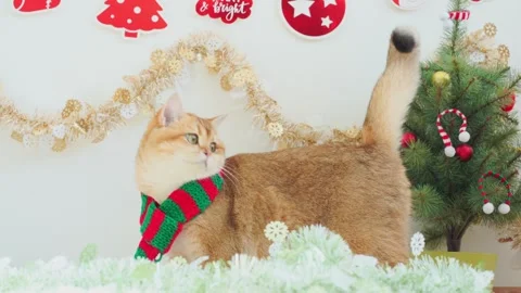 British cat play on table with christmas and new year decorate Stock Footage 277868624