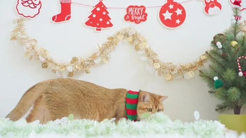 British cat play on table with christmas and new year decorate Stock Footage 277868635