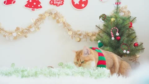 British cat play on table with christmas and new year decorate Stock Footage 277868640