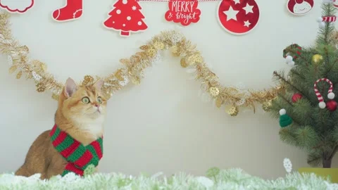 British cat play on table with christmas and new year decorate Stock Footage 277868646