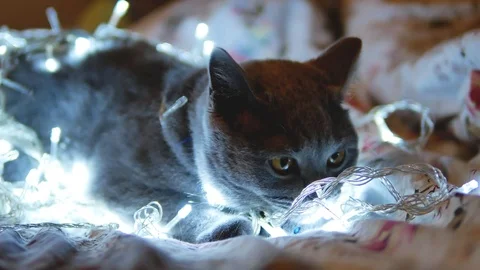 British cat playful Stock Footage 101671761