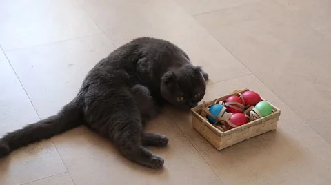 British cat playing with easter eggs Stock Footage 49078966