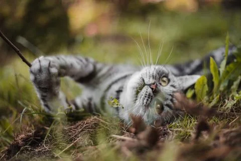 British Cat Playing Stock Photos