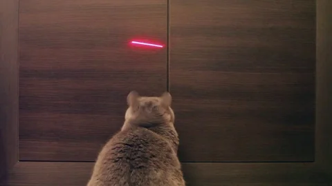 British Cat Playing With Red Dot. Wood Background. 库存影片 84950194