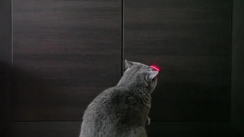 British Cat Playing With Red Dot And Washes. Wood Background. 库存影片 84950315