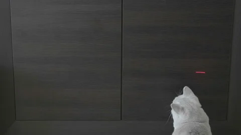 British Cat Playing With Red Dot. Wood Background. 库存影片 96684544