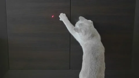 British Cat Playing With Red Dot. Wood Background. 库存影片 96685371