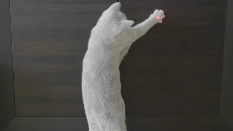 British Cat Playing With Red Dot. Wood Background. 库存影片 96685572