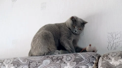 British cat playing with a toy mouse Stock Footage 124304920