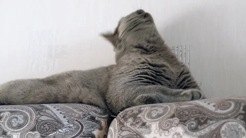 British cat playing with a toy mouse Video stock 124305624