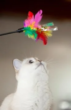 British Cat playing with toy. Stock Photos