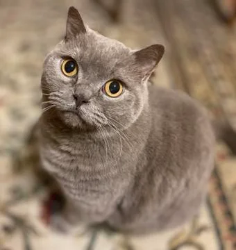 British cat with a questioning expression 스톡 사진