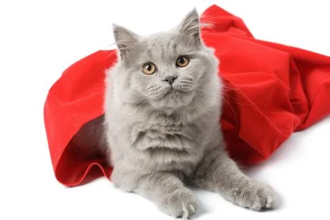British cat in red sack isolated Stock Photos