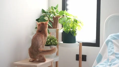 British cat relax and play at home with small tree background Stock Footage 273196997