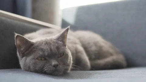 British cat relaxing on blue sofa Video stock 108723351
