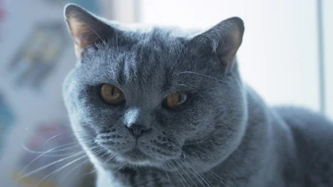 British Cat Resting And Looking At The Camera A Careful Look. Stock Footage 126969726