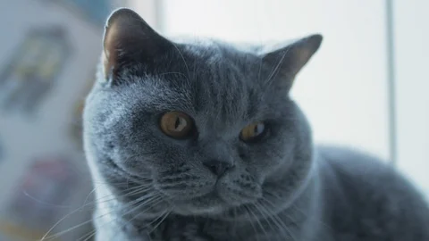 British Cat Resting And Looking At The Camera A Careful Look. 库存影片 126969729