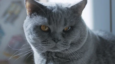 British Cat Resting And Looking At The Camera A Careful Look. Stock Footage 126969737