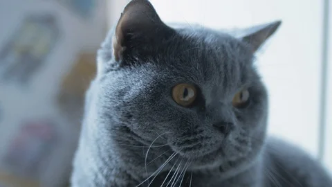 British Cat Resting And Looking At The Camera A Careful Look. Stock Footage 126969743