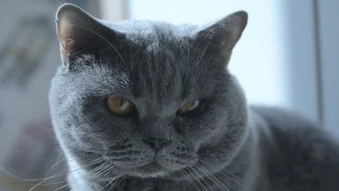 British Cat Resting And Looking At The Camera A Careful Look. Stock Footage 126969750