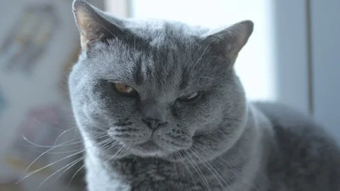 British Cat Resting And Looking At The Camera A Careful Look. Stock Footage 126969761