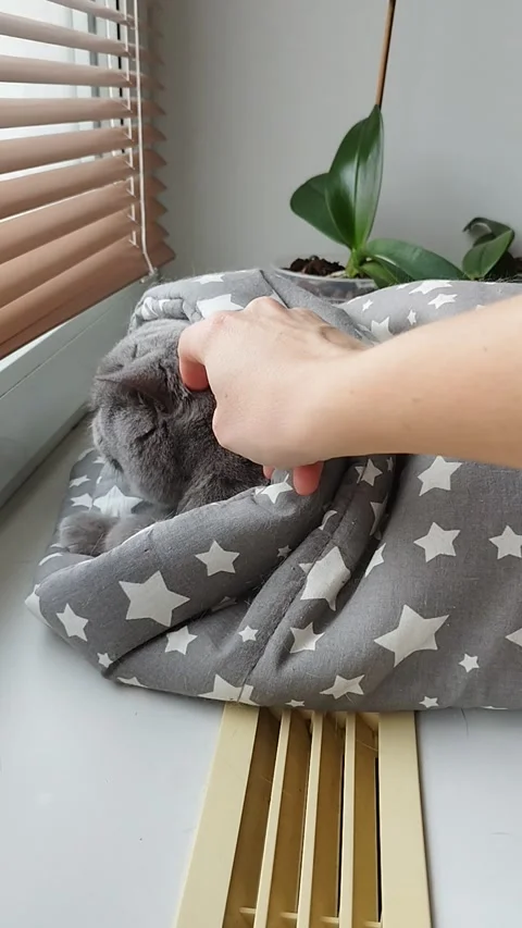 British cat resting in a blanket by the window in an apartment in autumn Stock Footage 292634612