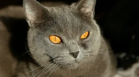 British cat runs away scared Stock Footage 8558586
